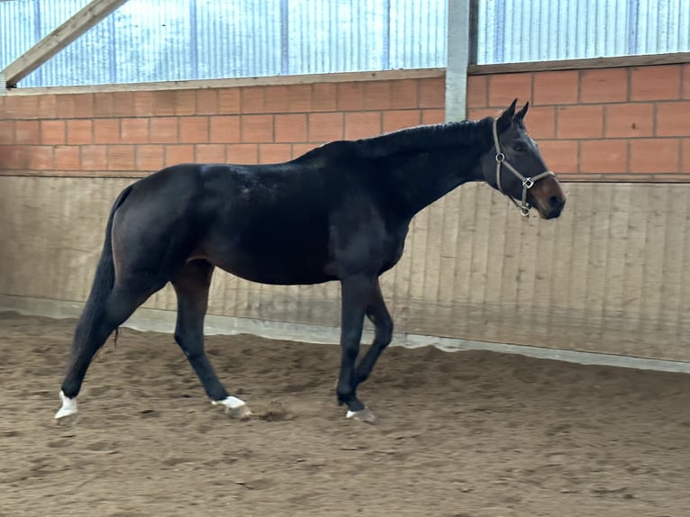 Hannoveriano Yegua 10 años 178 cm Castaño oscuro in Marschacht