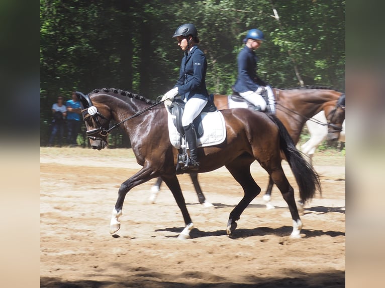 Hannoveriano Yegua 11 años 153 cm Castaño in Thalmässing