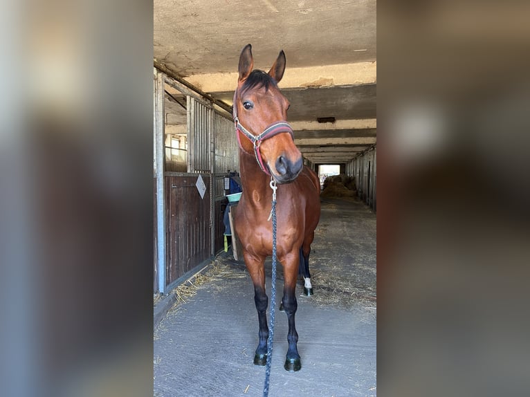 Hannoveriano Mestizo Yegua 11 años 155 cm Castaño in Brandis
