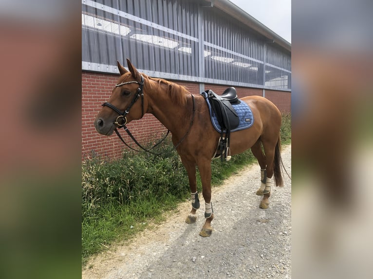 Hannoveriano Yegua 11 años 158 cm Alazán-tostado in Soest