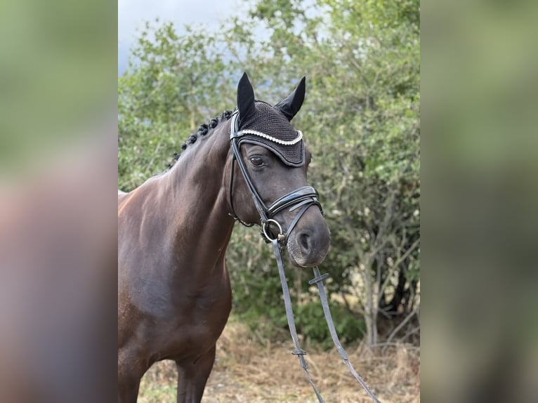 Hannoveriano Yegua 11 años 160 cm Morcillo in Colmberg