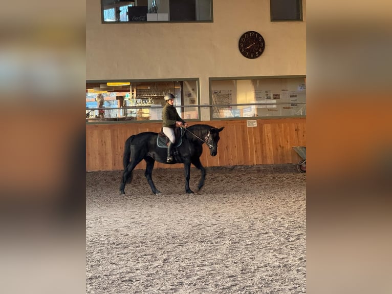 Hannoveriano Yegua 11 años 160 cm Negro in Osterode am Harz