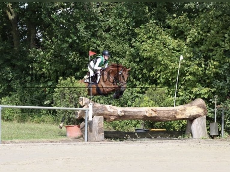 Hannoveriano Yegua 11 años 163 cm Alazán in Ascheberg