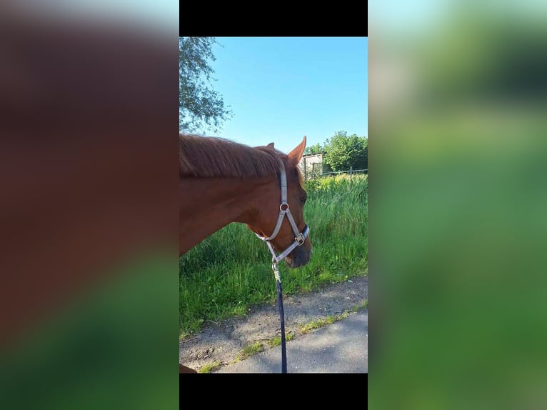 Hannoveriano Yegua 11 años 164 cm Alazán-tostado in Gifhorn