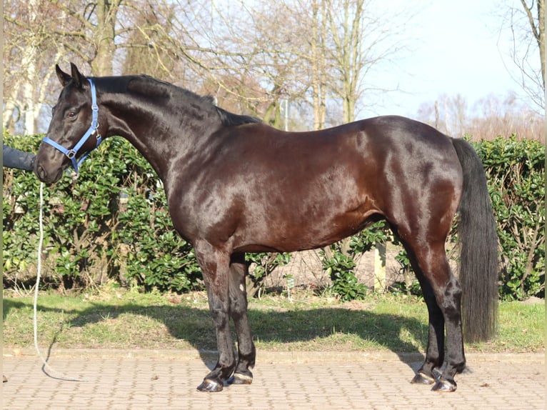 Hannoveriano Yegua 11 años 164 cm Negro in Selsingen