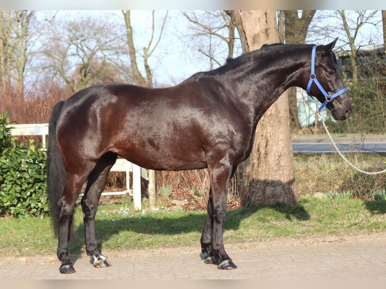 Hannoveriano Yegua 11 años 164 cm Negro in Selsingen