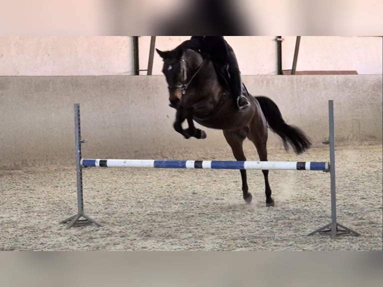 Hannoveriano Yegua 11 años 165 cm Castaño in R&#xFC;dersdorf bei Berlin