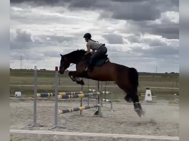 Hannoveriano Yegua 11 años 165 cm Castaño in R&#xFC;dersdorf bei Berlin