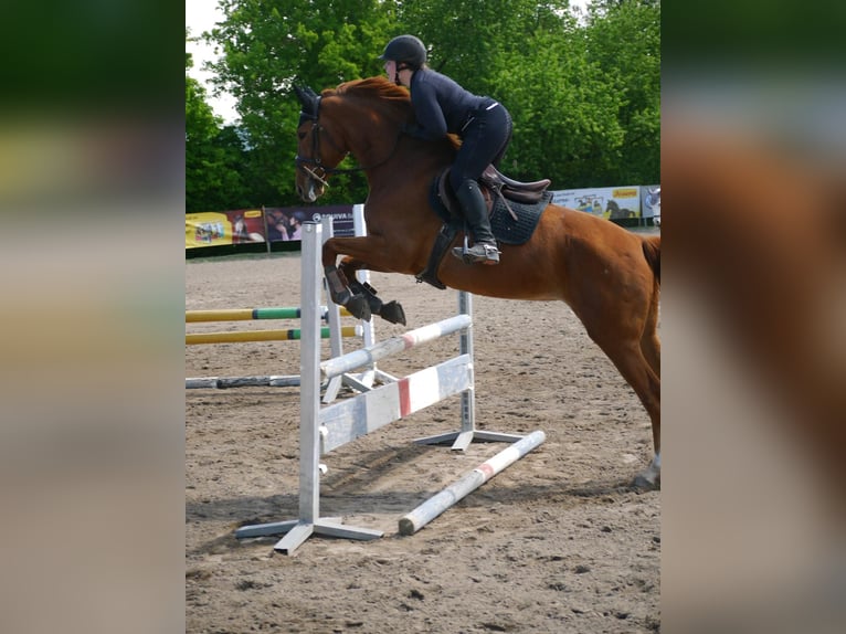 Hannoveriano Yegua 11 años 168 cm Alazán in Spall
