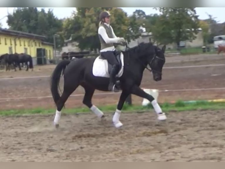 Hannoveriano Yegua 11 años 168 cm Castaño oscuro in Berlin