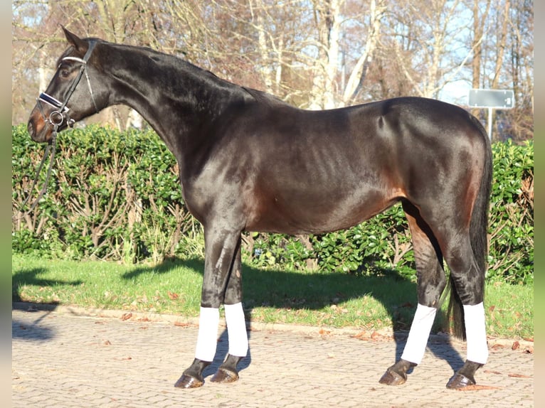 Hannoveriano Yegua 11 años 170 cm Castaño oscuro in Selsingen