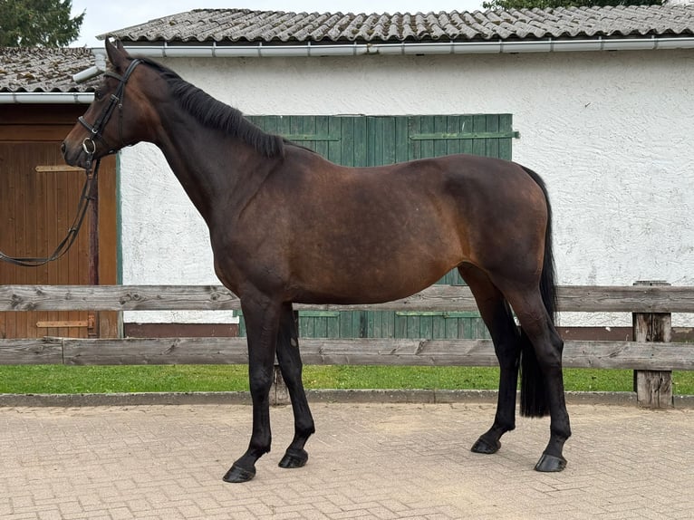Hannoveriano Yegua 11 años 174 cm Castaño oscuro in Grevesm&#xFC;hlen