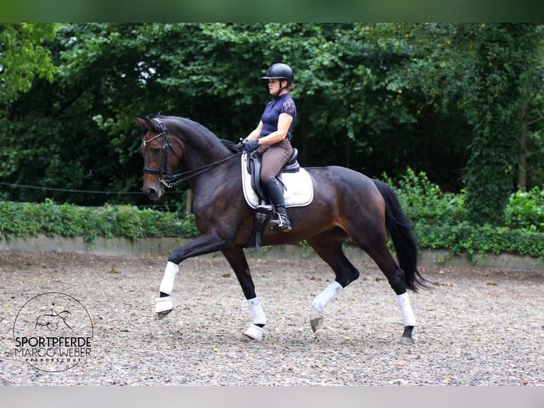 Hannoveriano Yegua 11 años 175 cm Castaño oscuro in Hassendorf