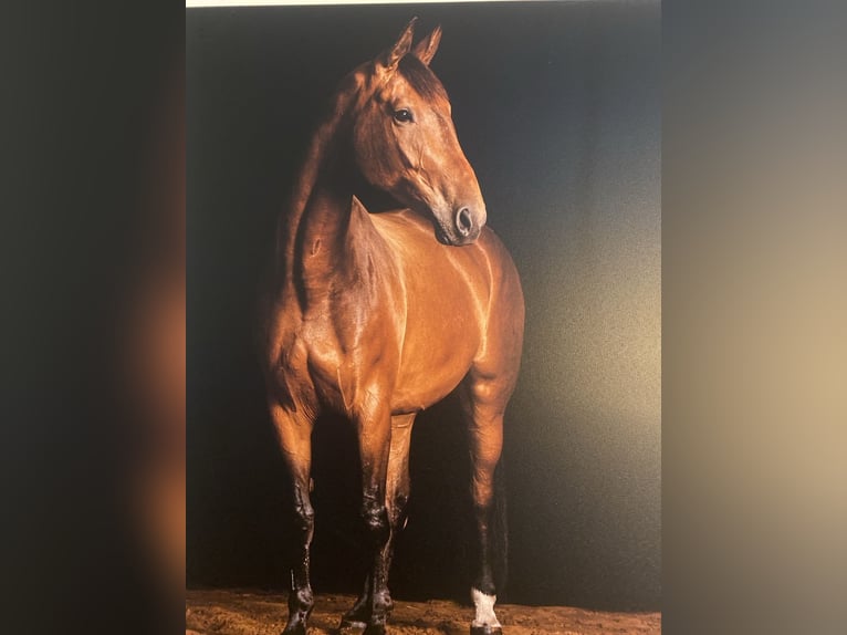 Hannoveriano Yegua 11 años 178 cm Castaño in Emkendorf