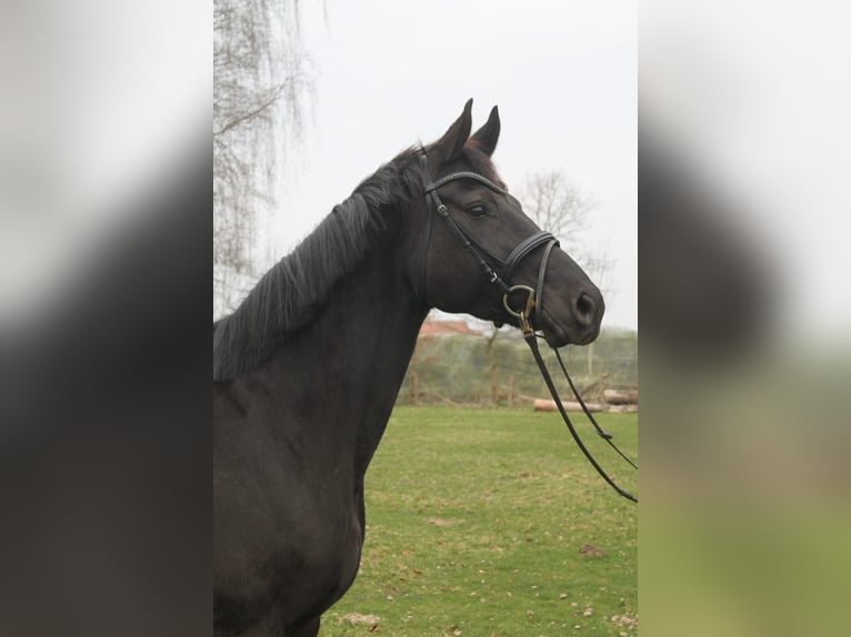 Hannoveriano Yegua 11 años Negro in Niendorf an der Strecknitz