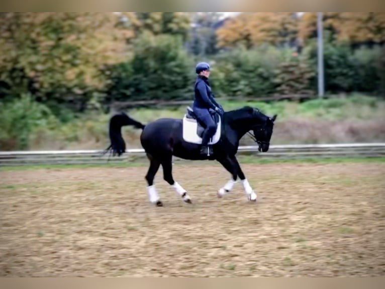 Hannoveriano Yegua 12 años 162 cm Castaño oscuro in Aachen