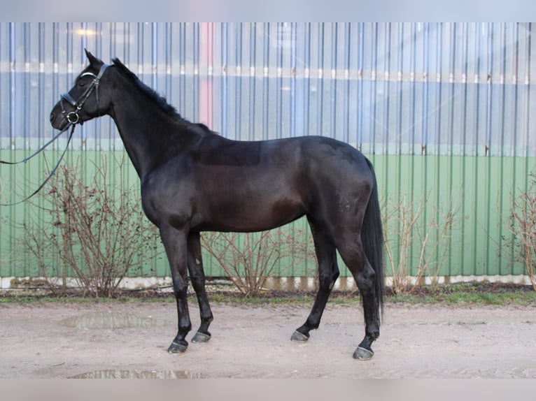 Hannoveriano Yegua 12 años 162 cm Negro in Gronau (Leine)