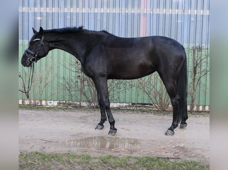 Hannoveriano Yegua 12 años 162 cm Negro in Gronau (Leine)