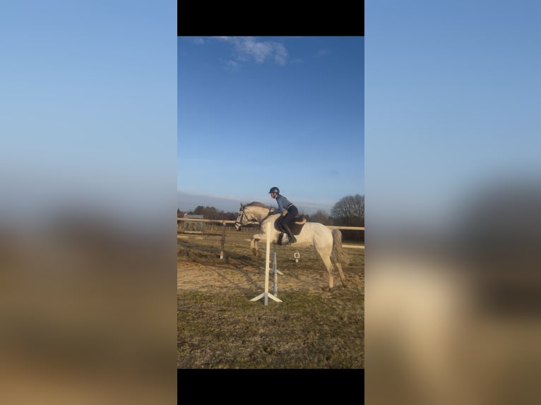 Hannoveriano Yegua 12 años 163 cm Tordo rodado in Cuxhaven