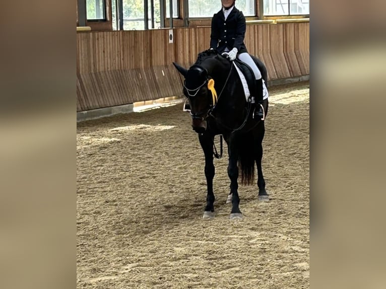 Hannoveriano Yegua 12 años 164 cm Castaño in Fluorn-Winzeln