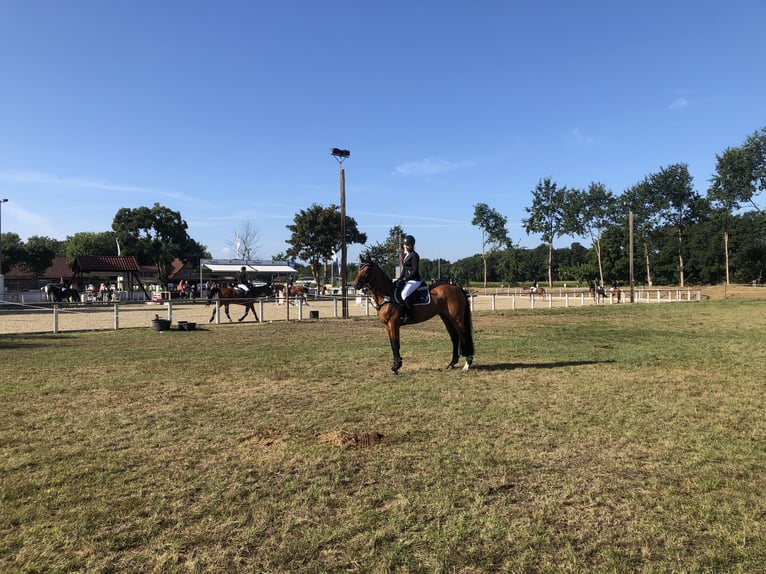 Hannoveriano Yegua 12 años 164 cm Castaño in Dörpen
