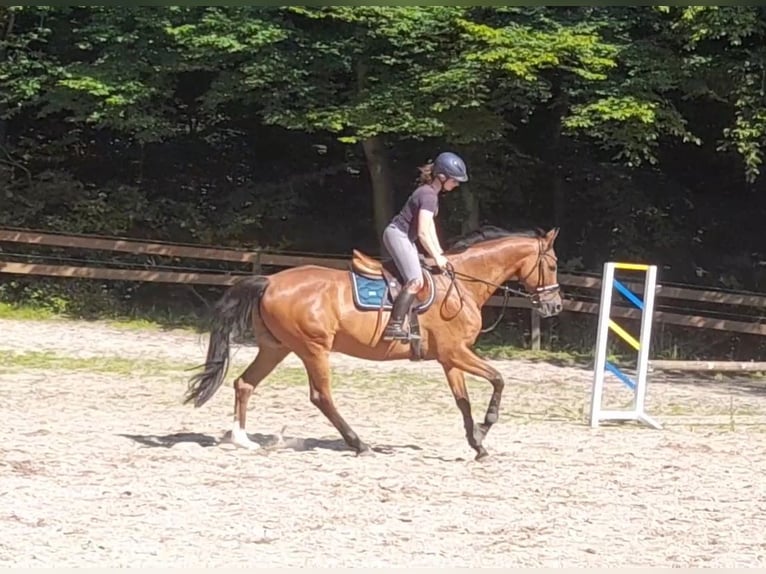 Hannoveriano Yegua 12 años 167 cm Castaño in Braunschweig