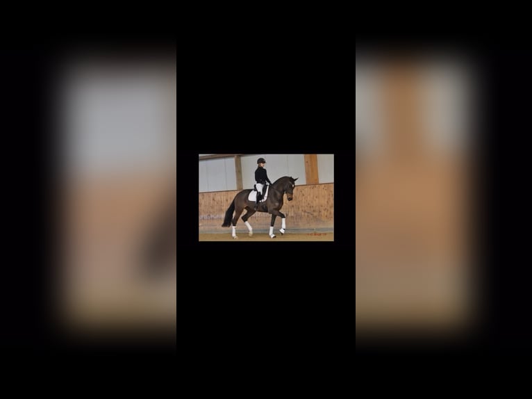 Hannoveriano Yegua 12 años 167 cm Castaño oscuro in Vechta