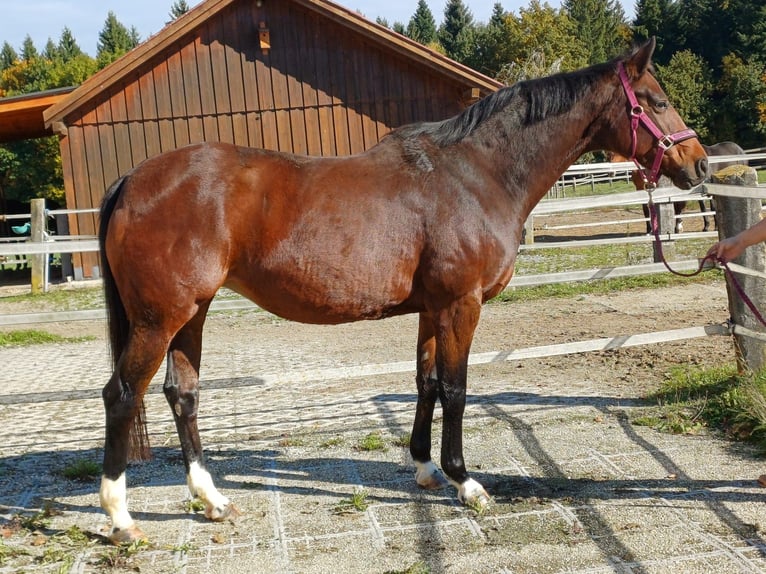 Hannoveriano Yegua 12 años 168 cm Castaño in Haag am Hausruck