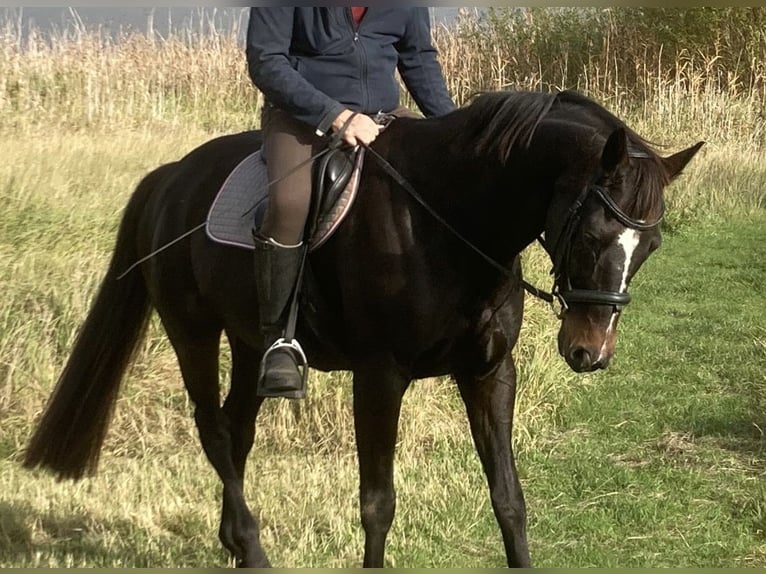 Hannoveriano Yegua 12 años 168 cm Castaño oscuro in Retschow