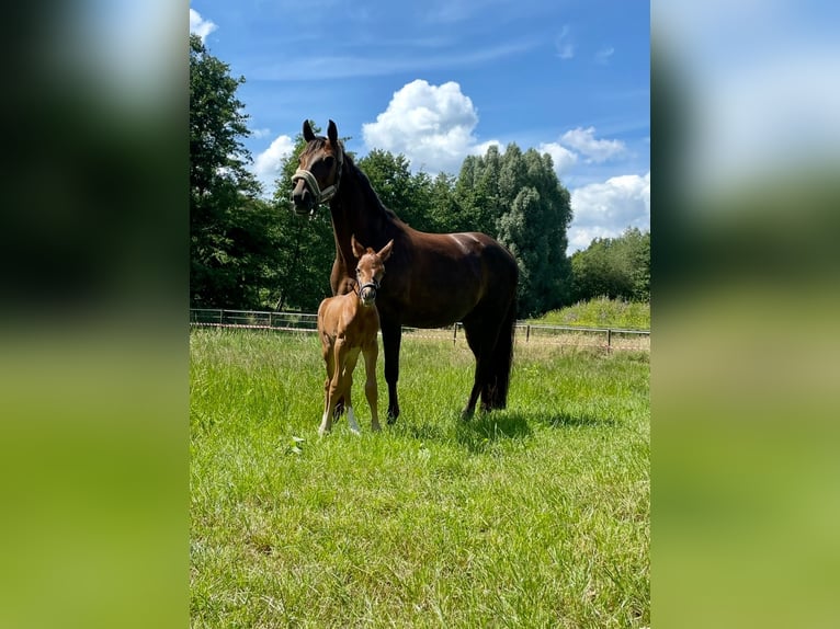 Hannoveriano Yegua 12 años 170 cm Alazán-tostado in Recklinghausen