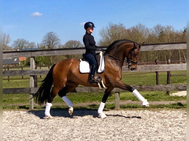 Hannoveriano Yegua 12 años 170 cm in Hemrik