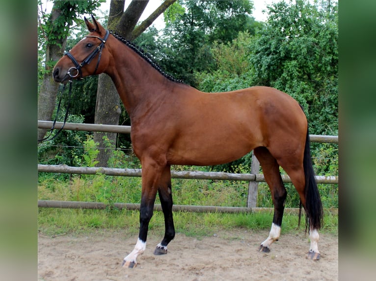 Hannoveriano Yegua 12 años 170 cm Castaño in Korbach