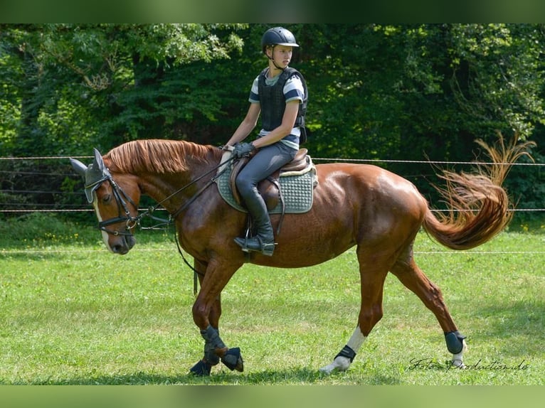 Hannoveriano Yegua 12 años 172 cm Alazán in Kaufbeuren