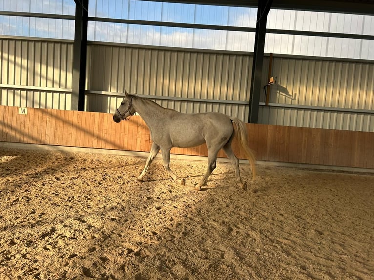 Hannoveriano Yegua 12 años 174 cm Tordillo negro in Höpfingen