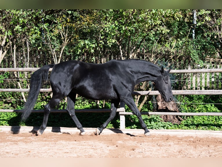 Hannoveriano Yegua 13 años 160 cm Negro in Tr&#xF6;stau