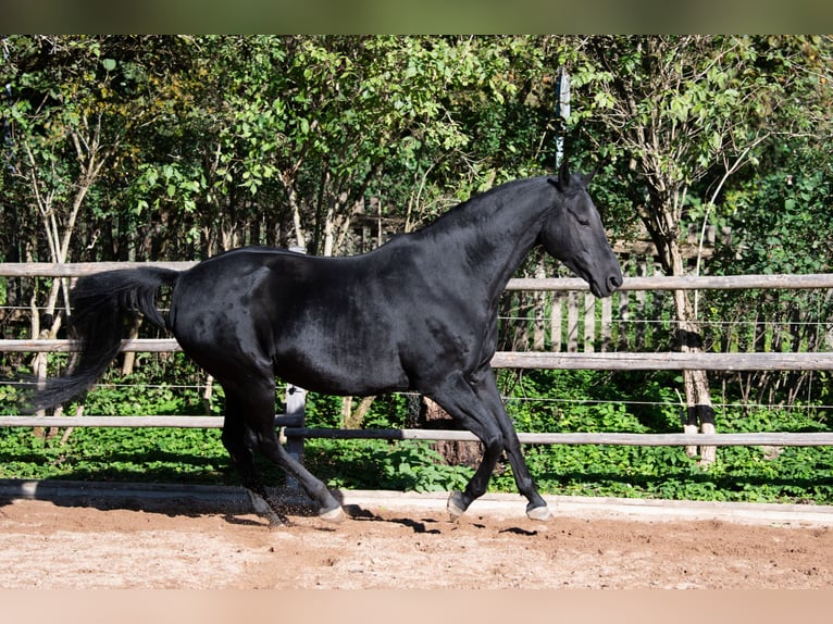 Hannoveriano Yegua 13 años 160 cm Negro in Tr&#xF6;stau