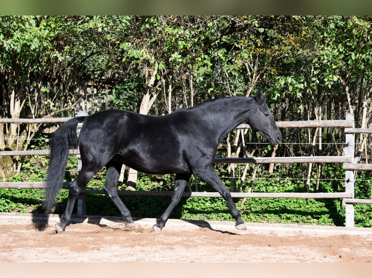 Hannoveriano Yegua 13 años 160 cm Negro in Tr&#xF6;stau