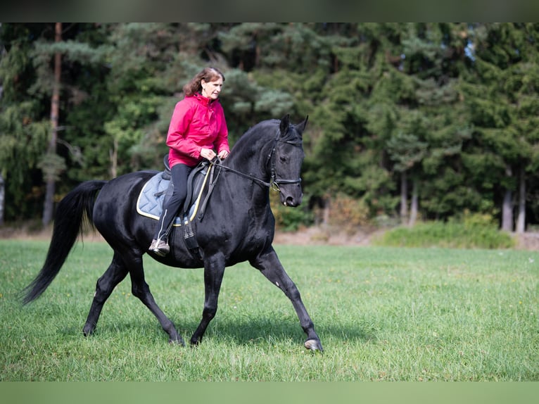 Hannoveriano Yegua 13 años 160 cm Negro in Tr&#xF6;stau