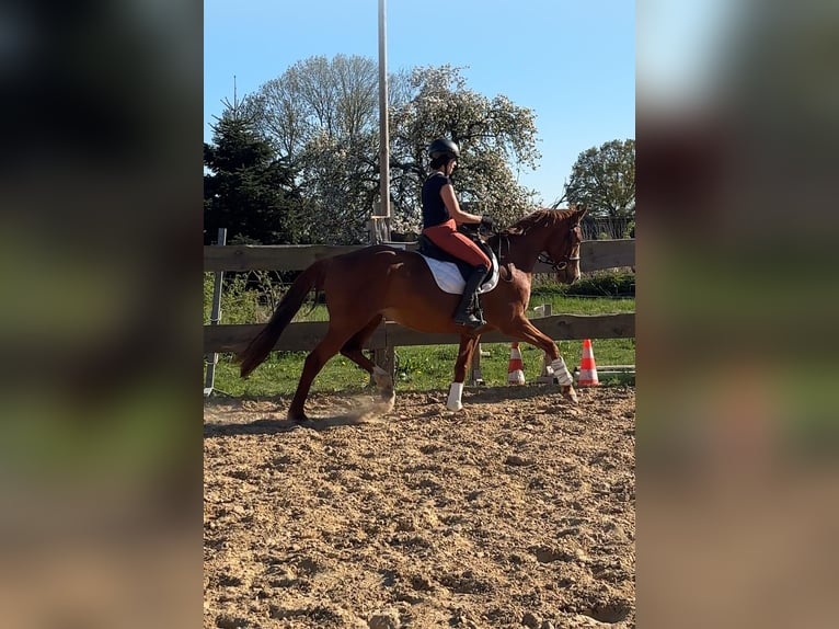 Hannoveriano Yegua 13 años 163 cm Alazán in Banzkow