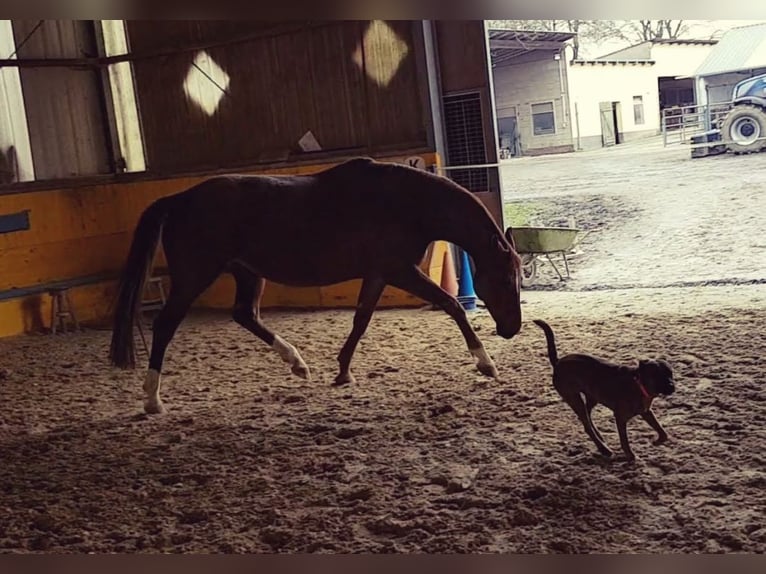 Hannoveriano Yegua 13 años 164 cm Alazán in Selters