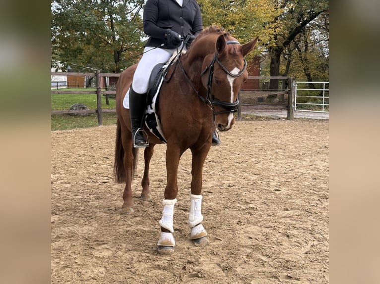 Hannoveriano Yegua 13 años 164 cm Alazán in Bramstedt