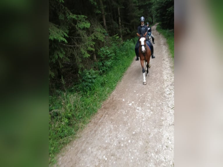 Hannoveriano Yegua 13 años 164 cm Castaño in Bad Abbach