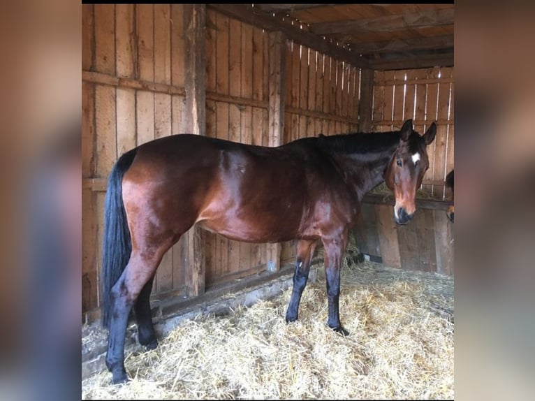 Hannoveriano Yegua 13 años 164 cm Castaño in Großdubrau