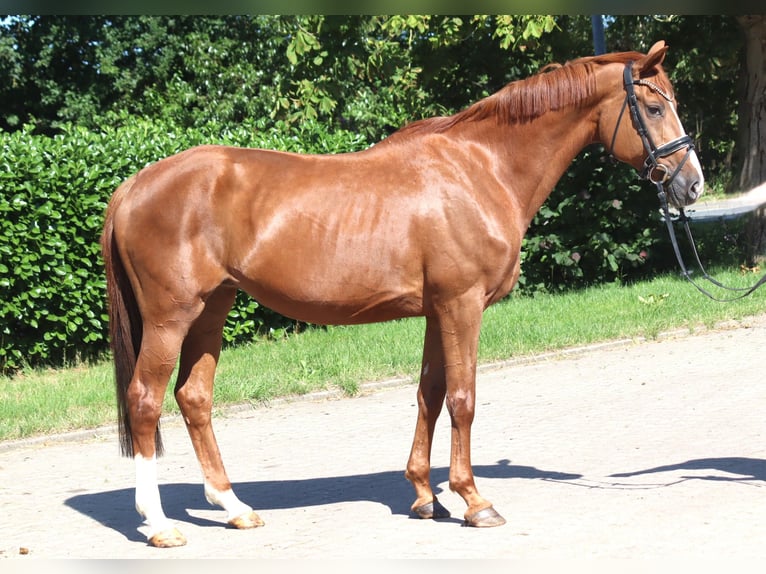Hannoveriano Yegua 13 años 165 cm Alazán in Selsingen