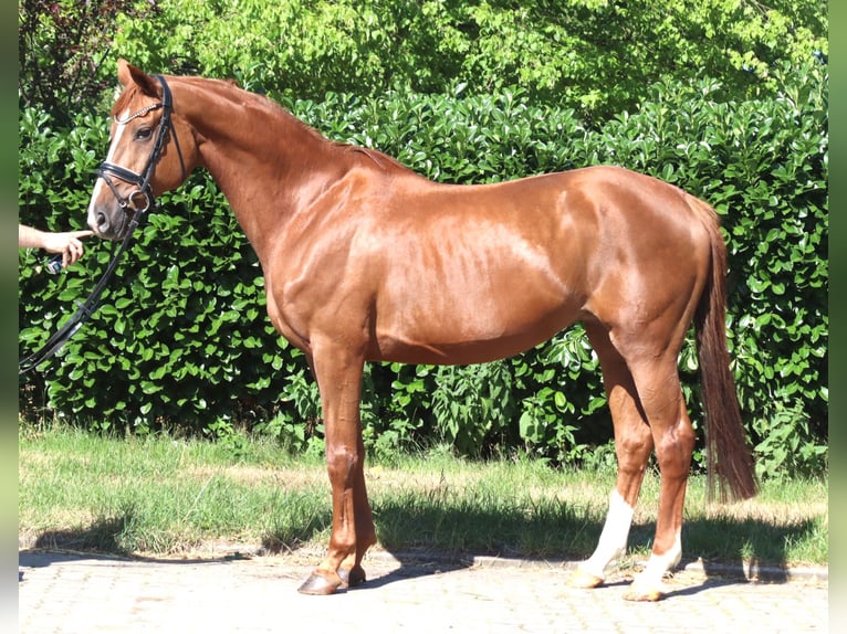 Hannoveriano Yegua 13 años 165 cm Alazán in Selsingen