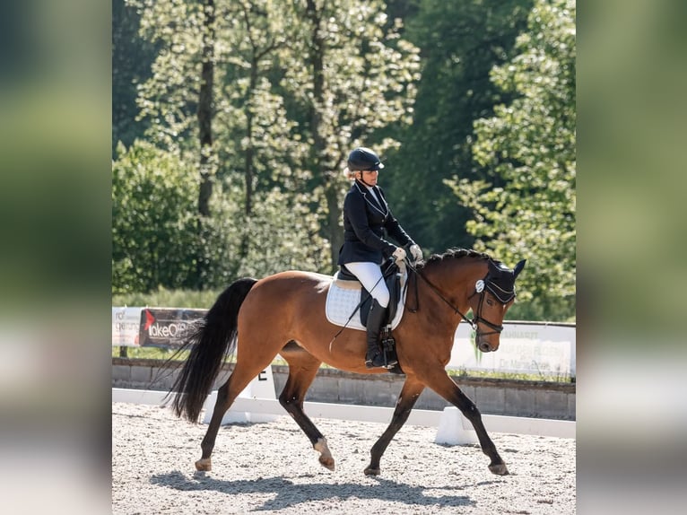 Hannoveriano Yegua 13 años 166 cm Castaño in Ostfildern