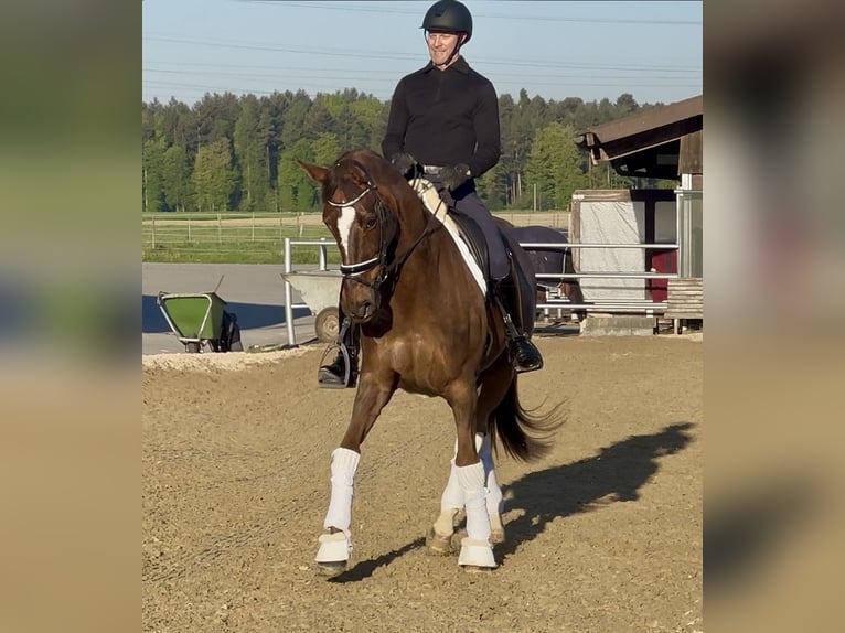 Hannoveriano Yegua 13 años 167 cm Alazán-tostado in Deitingen