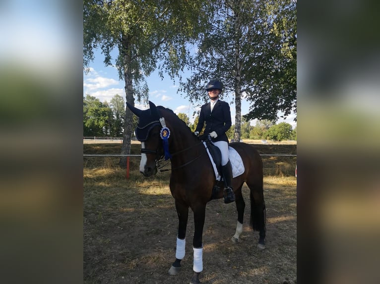 Hannoveriano Yegua 13 años 167 cm Castaño oscuro in Wehringen