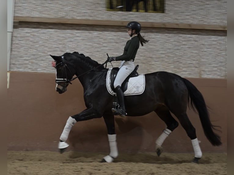 Hannoveriano Yegua 13 años 167 cm Castaño oscuro in Wehringen