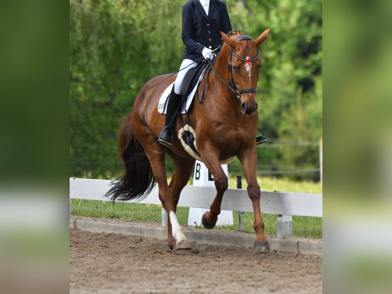 Hannoveriano Yegua 13 años 168 cm Alazán in Weyarn